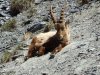 Steinbock-Colle-Greguri-Wanderreise-Valle-Maira.JPG