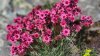 Monviso-Blumenpracht.jpg